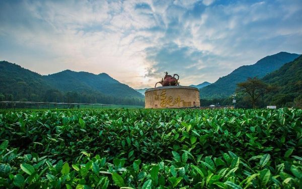 kép_2024-03-28_230923794 Zhejiang tea ültetvény