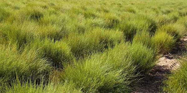 kép_2024-04-01_203158608 Fiatal rooibos ültetvény