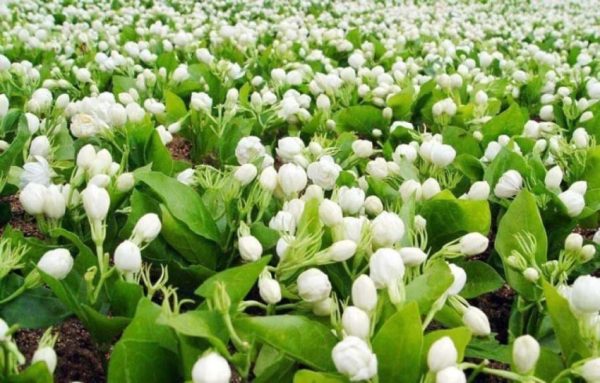 Jázmin ültetvény, Kína