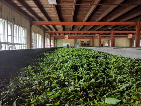 kép_2024-03-16_212506647 tea fonnyasztása