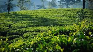 kép_2024-03-16_215905829 Sri Lanka teaültetvény