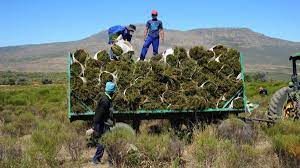 kép_2024-03-28_174227346 rooibos szüret