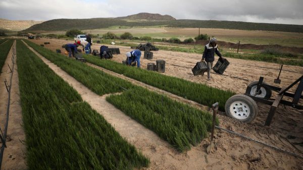 kép_2024-03-28_174313025 rooibos kiültetése