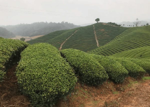 kép_2024-03-28_223534383 Jiangxi