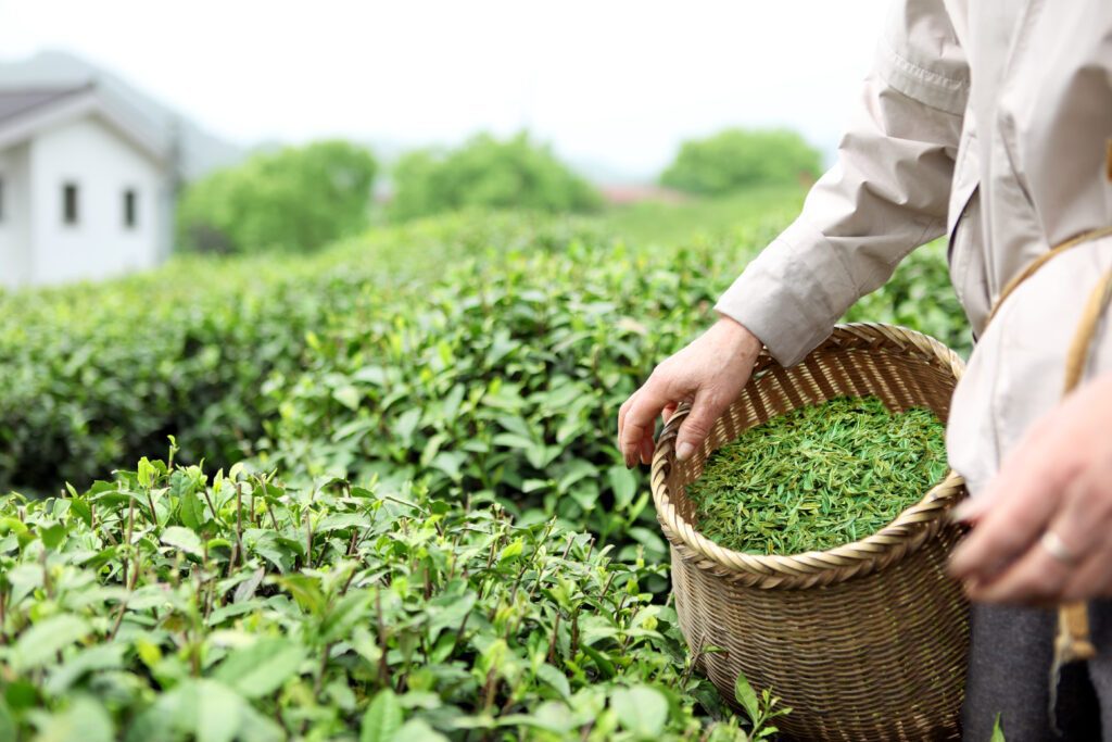 Tea szedése