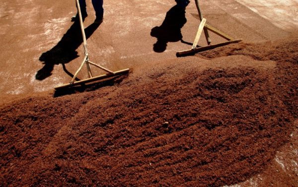 kép_2024-03-31_210945019 Rooibos szárítása