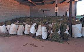 Leszüretelt rooibos