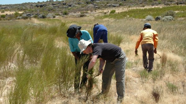 kép_2024-03-31_212237327 Rooibos kutatások