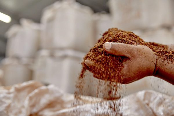 kép_2024-03-31_214510534 Rooibos zsákolása