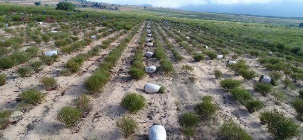 kép_2024-04-01_193644374 Rooibos ültetvény