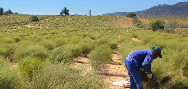 kép_2024-04-01_194911054 Rooibos szüret