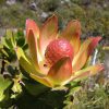 kép_2024-04-01_195056372 Az endémikus Protea
