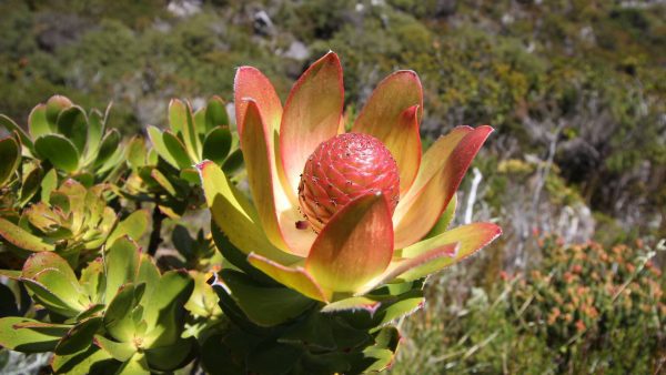 kép_2024-04-01_195056372 Az endémikus Protea
