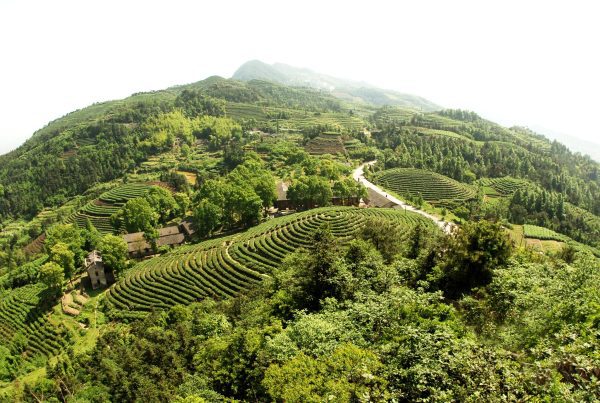 kép_2024-03-27_130301595 Jiangsu tea ültetvény