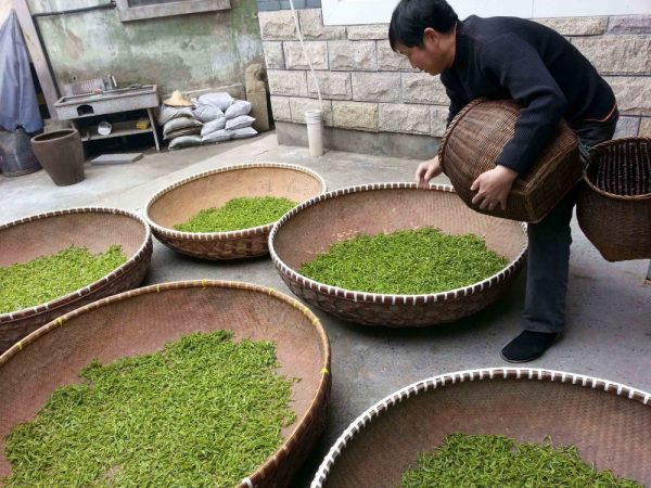 kép_2024-03-28_122658362 tea szárítás