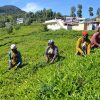 Tamil Nadu teaszedők