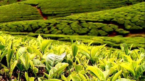 Nilgiri termőterület