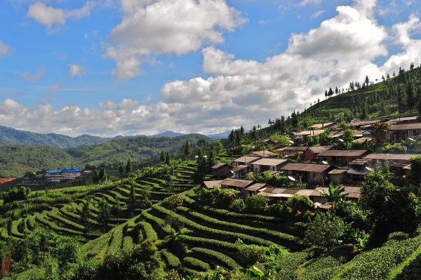 kép_2024-03-27_123128528 Yunnan tea falu