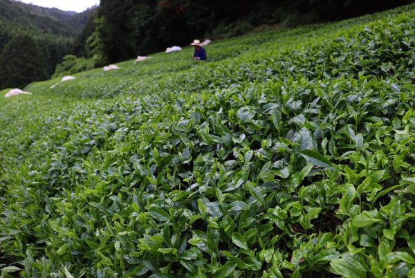 kép_2024-03-28_085407148 tea szüret