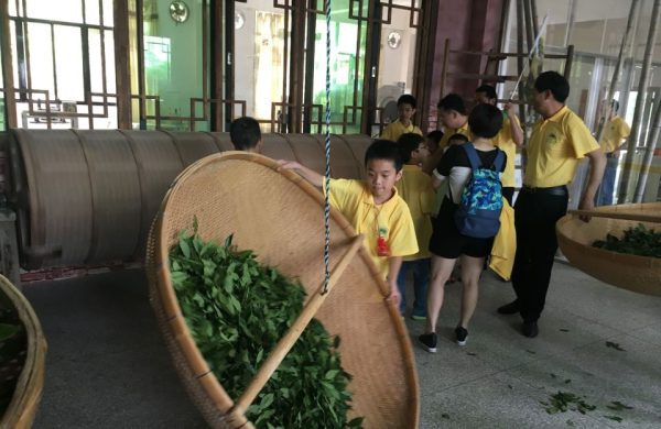 kép_2024-03-28_220315131 Anxi teagyár