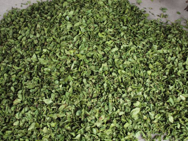 kép_2024-03-28_220418467 Tea fonnyasztása