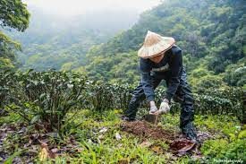 Taiwan teaültetvény gondozás