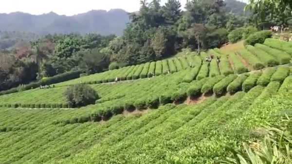 kép_2024-03-16_175155221 Guangdong tea farm