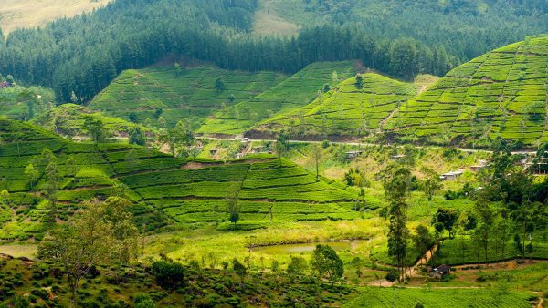 Sri Lanka tea estate