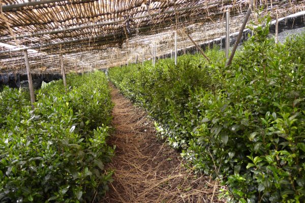 Tancha, matcha, Gyokuro árnyékolás