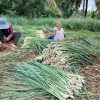kép_2024-03-18_125926660 Lemongrass szüret