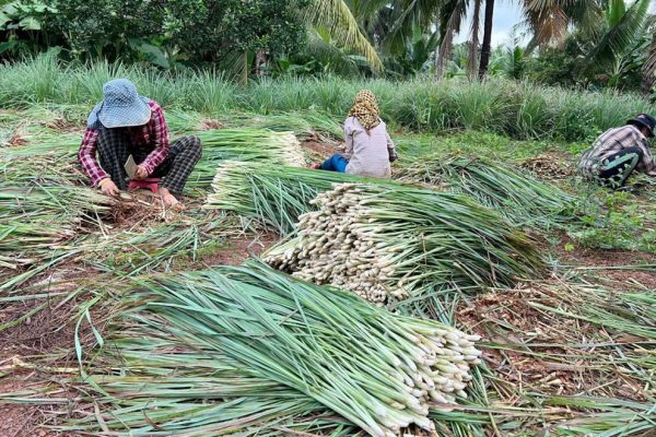 kép_2024-03-18_125926660 Lemongrass szüret