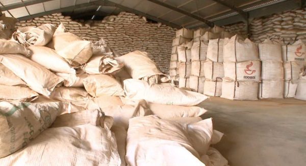 kép_2024-03-31_205838836 Rooibos, készen a szállításra