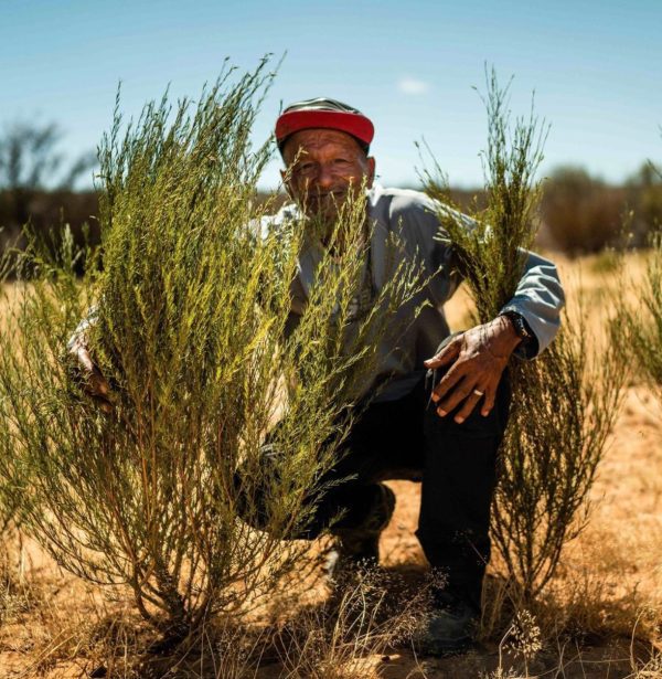 kép_2024-03-31_203638790 Rooibos farm, Dél-Afrika