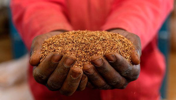 kép_2024-03-31_202016442 Rooibos tea