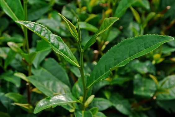 8fde878574111d87cebd90b68a5b3b54