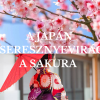 A-JAPAN-SAKURA_1