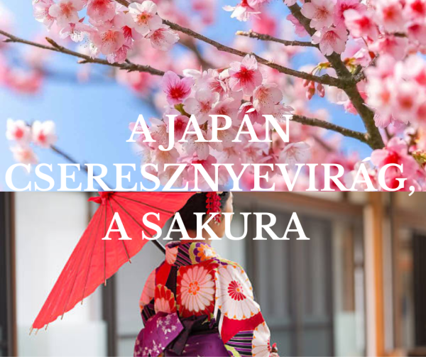 A-JAPAN-SAKURA_1