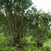 Guafengzhai-Tea-Plantation-of-Yiwu-Mountain-in-Mengla-County-XishuangBanna-02
