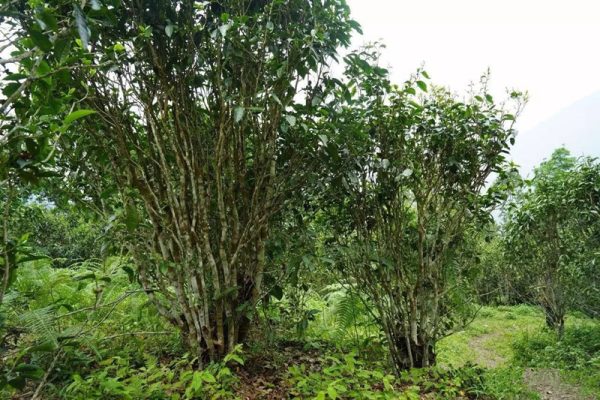 Guafengzhai-Tea-Plantation-of-Yiwu-Mountain-in-Mengla-County-XishuangBanna-02