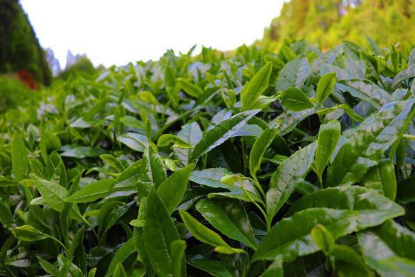 gyokuro-tea-farm-3_2