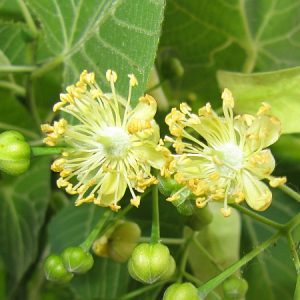 harsfavirag-adamo-50-gr-tiliae-flos