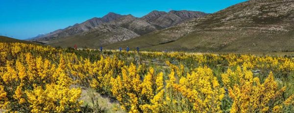 honeybush-plantation