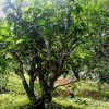 puerh-garden