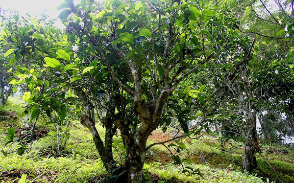 puerh-garden