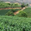 puerh-plant