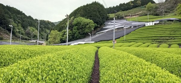 1715079637421 Uji termőterület