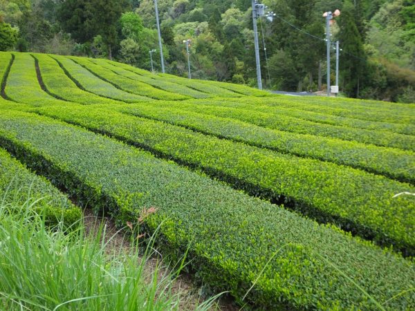 kép_2024-07-04_173342832