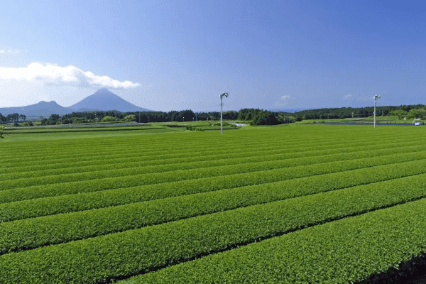 kép_2024-12-10_092038571