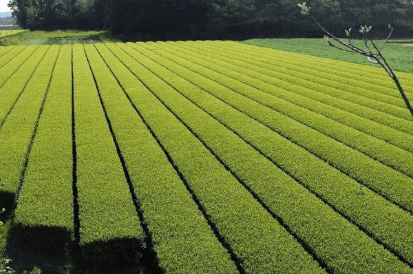 kép_2024-12-11_221217840