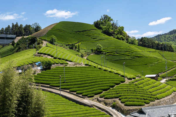 kép_2025-01-21_150957487